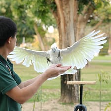 Exotic Bird Show – Dubai Dolphinarium – Dubai Dolphinarium Exotic Bird Show - Dubai Dolphinarium Dubai Dolphinarium