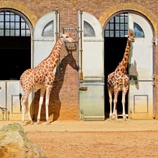 London Zoo: Entry Ticket – Recently Added Experiences London Zoo: Entry Ticket Recently Added Experiences