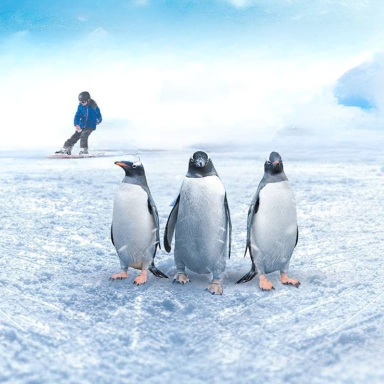 Ski Egypt – Indoor Attractions Ski Egypt Indoor Attractions